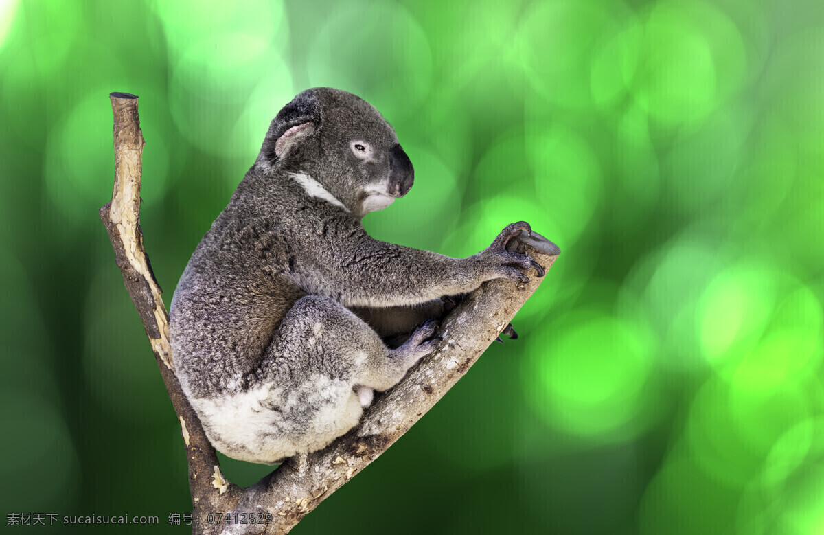 考拉 树袋熊 澳大利亚国宝 koala 澳洲野生动物 生物世界 野生动物