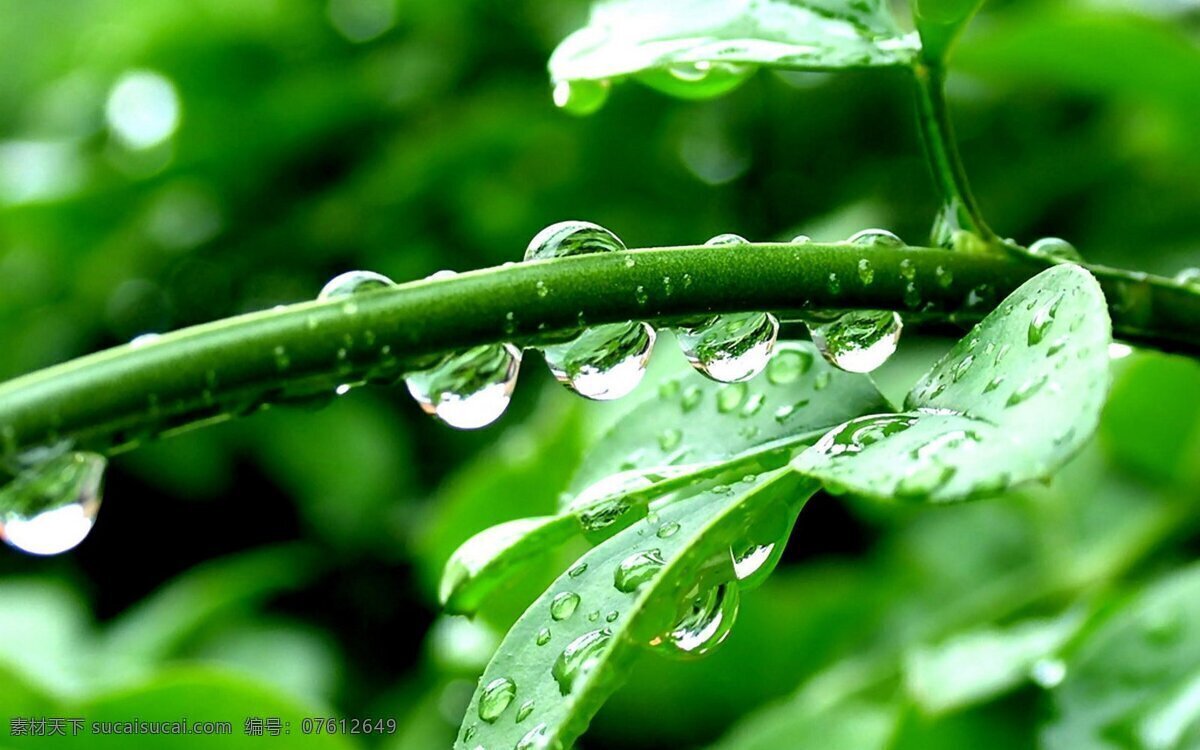 绿叶 露珠 自然 清新 绿叶上的露珠 雨后 生物世界 树木树叶