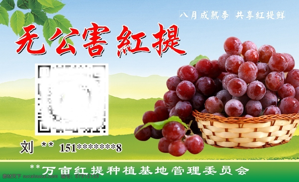 红提名片 提子 葡萄 红提 名片 无公害红提