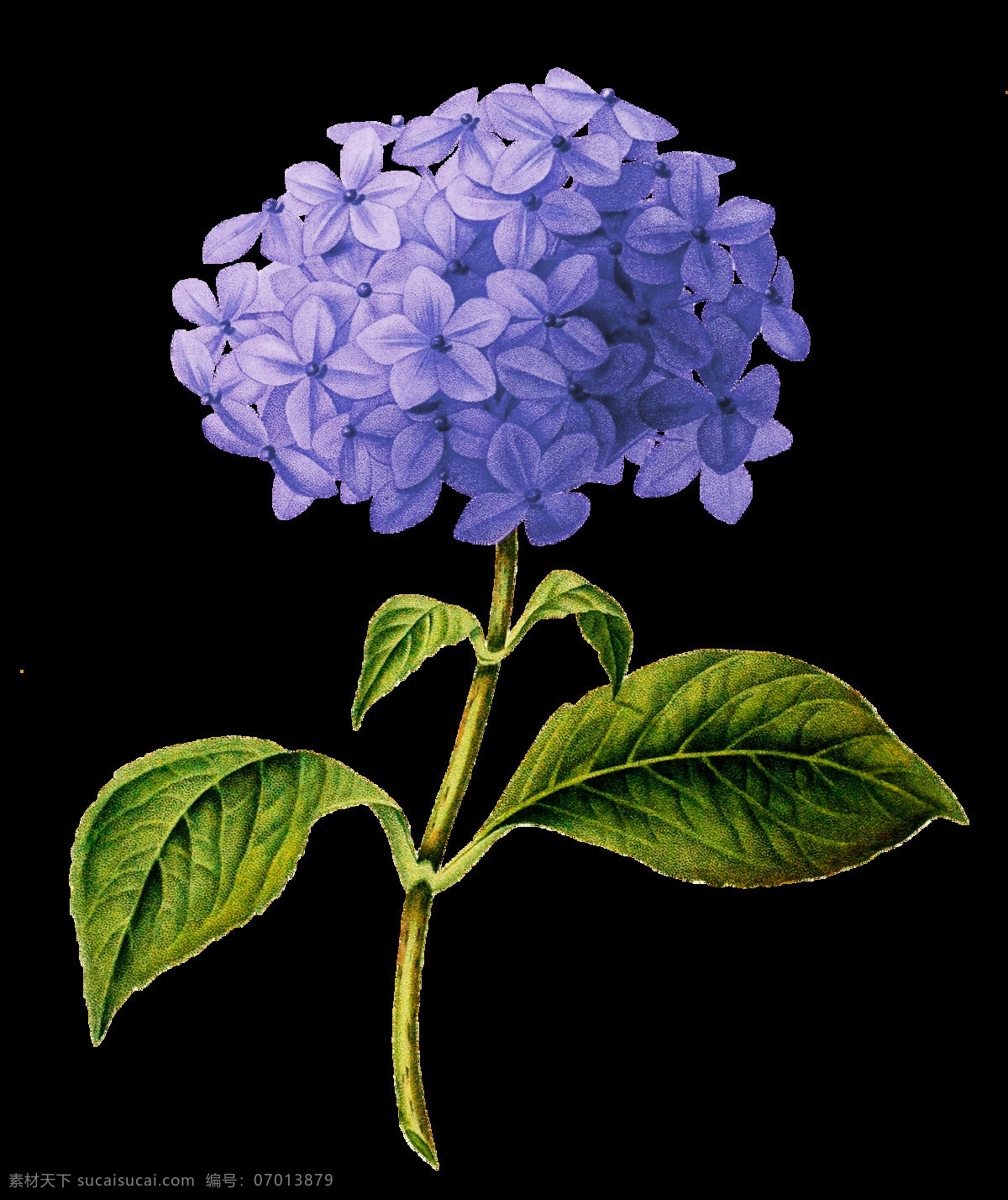 紫色 花 元素 植物