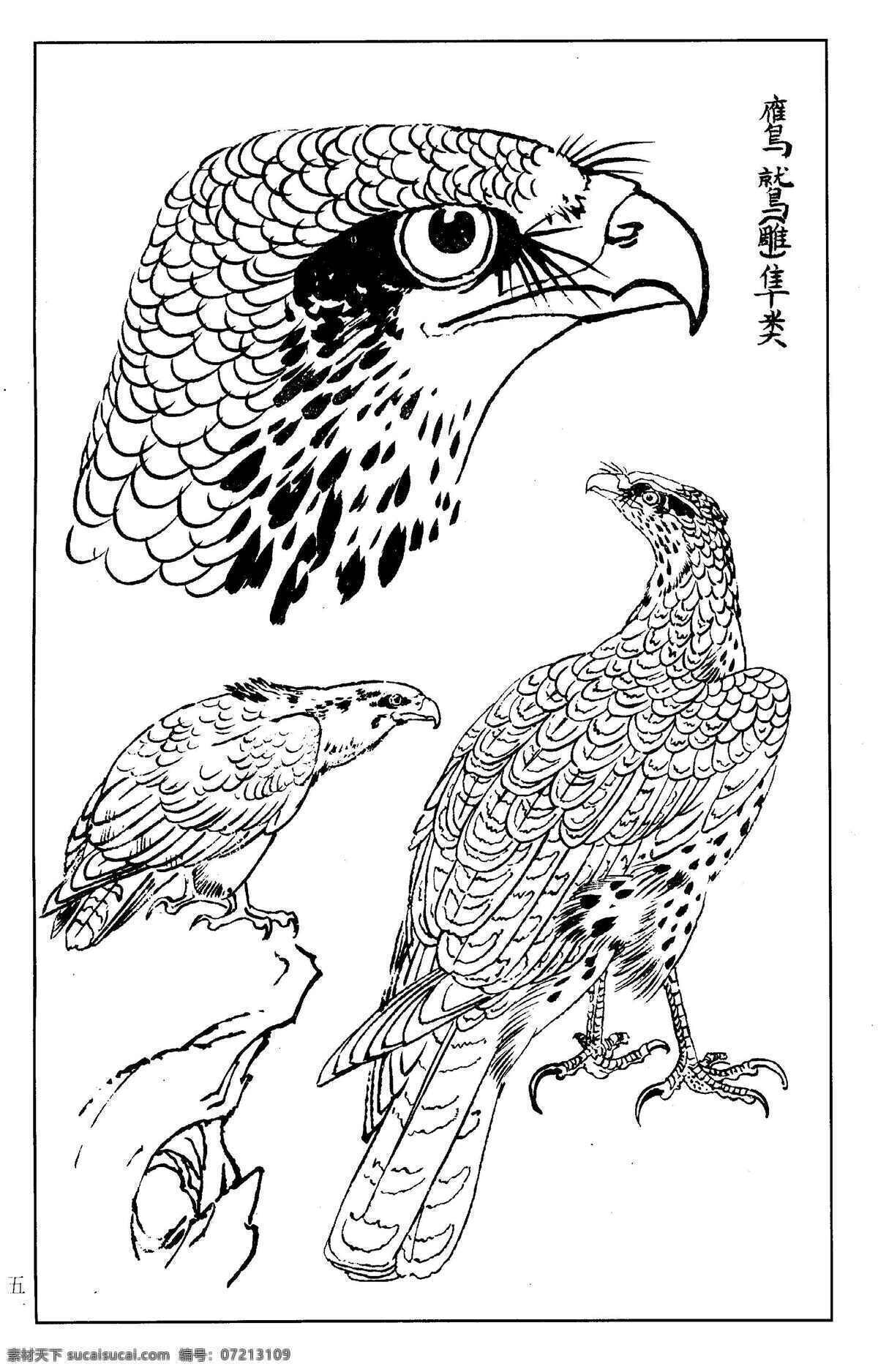 百鸟谱 鹰 鹫 雕 隼 百鸟 百鸟图 鸟类 鸟兽 花鸟 小鸟 白描 线描 黑白稿 绘画 工笔花鸟 工笔 王满良 梁熔 美术 美术出版社 生物世界 设计图库