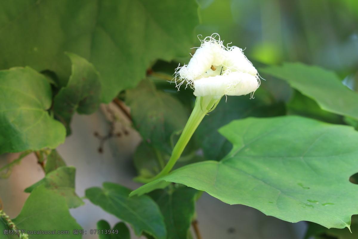 瓜蒌花儿 栝楼 花儿 花朵 花卉 植物 花草 攀缘草本 花卉大观园 生物世界