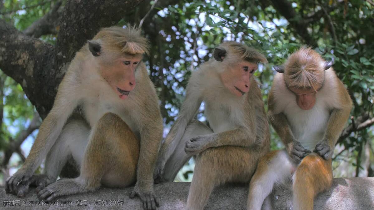 猴子坐在墙上 动物 猴子 家庭 猿 野生的 灵长类动物 兰卡猕猴 斯里兰卡 野生小猕猴 小猕猴