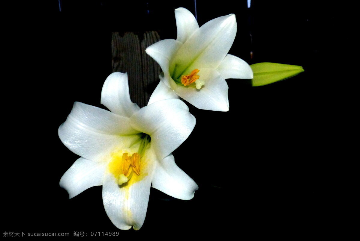 唯美 白色 百合花 香水百合 白色花朵 花朵