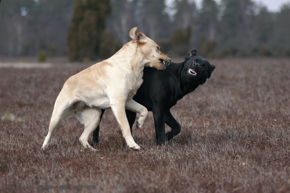 两 只 玩耍 狗 小狗 犬 小狗图片 宠物狗 名贵犬种 宠物狗图片 可爱 小狗图片大全 宠物 小动物 狗狗图片 生物世界