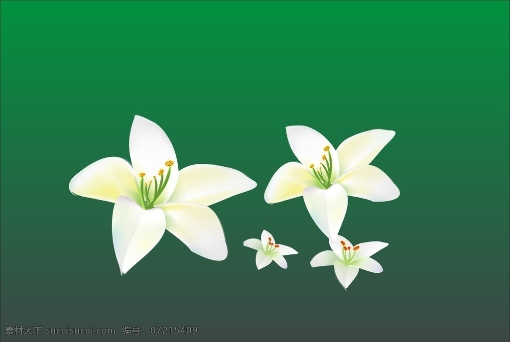 百合花 花 小清新 花朵 矢量图 矢量