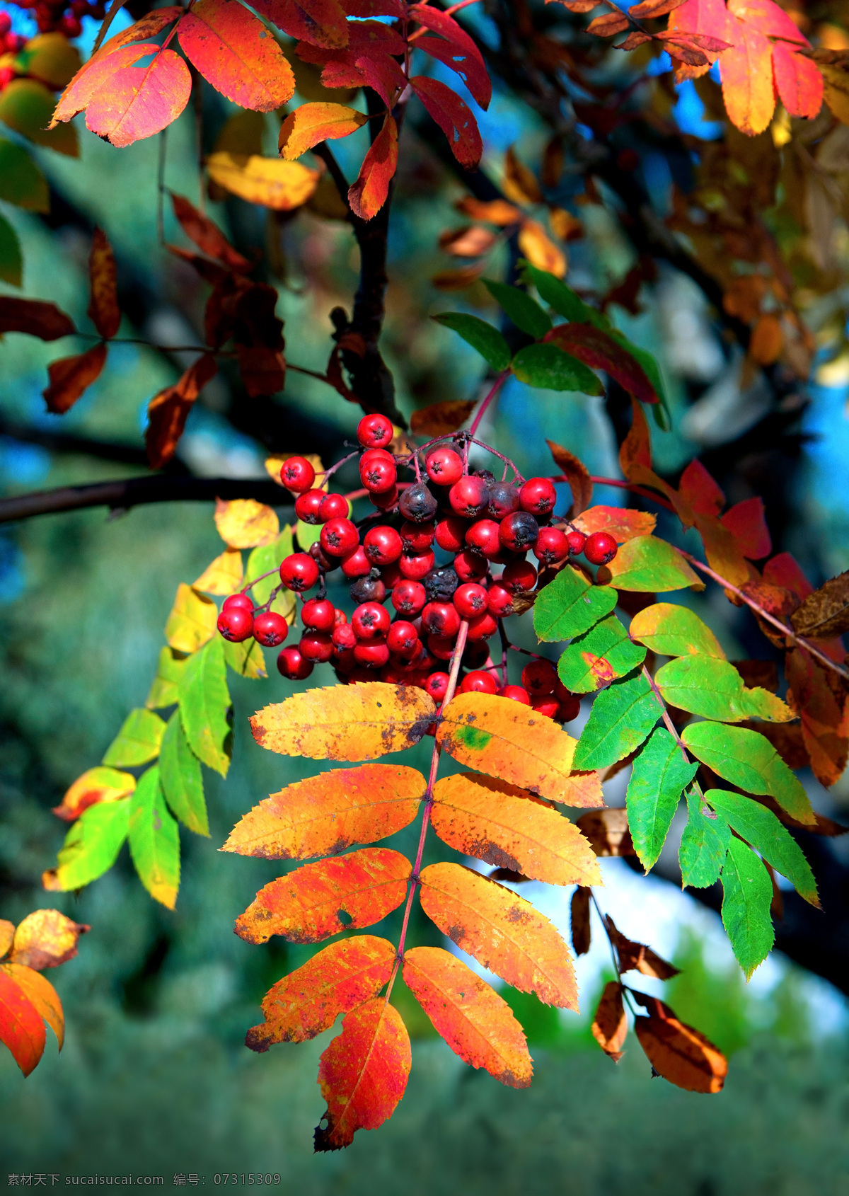 秋天 果实 树叶 红色 植物 其他类别 生活百科