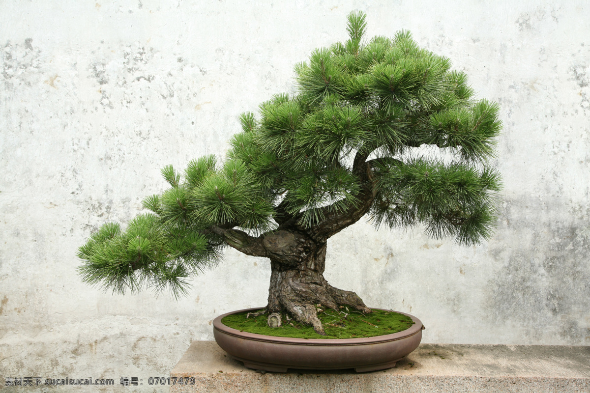 高清盆景图片 高清盆景 高清 盆景 树 松树 植物 jpg图片 高清图片 树木树叶 生物世界