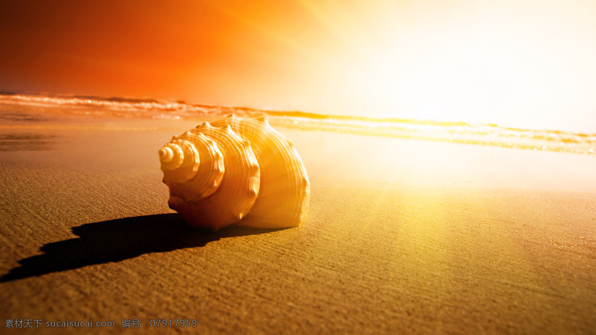 夕阳下的海螺 夕阳 沙滩 阳光 海螺 生物 世界 海洋 贝类 高清大图 背景大图 壁纸 背景壁纸 生物世界 海洋生物