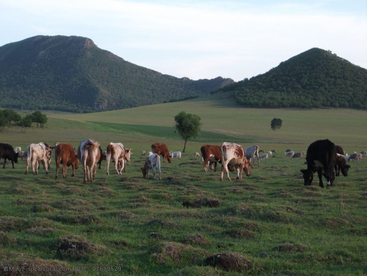 风吹 草地 现 牛 羊 内蒙古 大草原 大青山 牛羊 自然风景 自然景观
