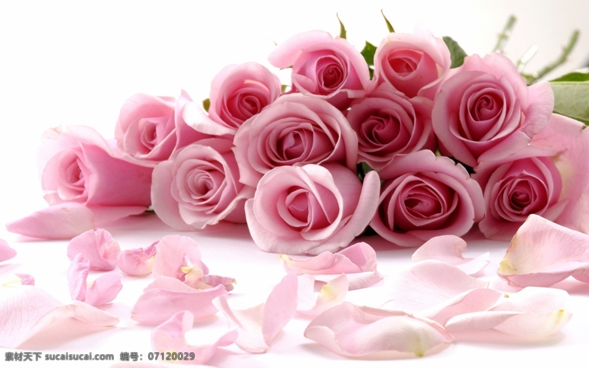 玫瑰花 浪漫温馨 情人礼物 rose 蔷薇科 鲜花 花卉 粉色 玫瑰花月季花 花草 生物世界