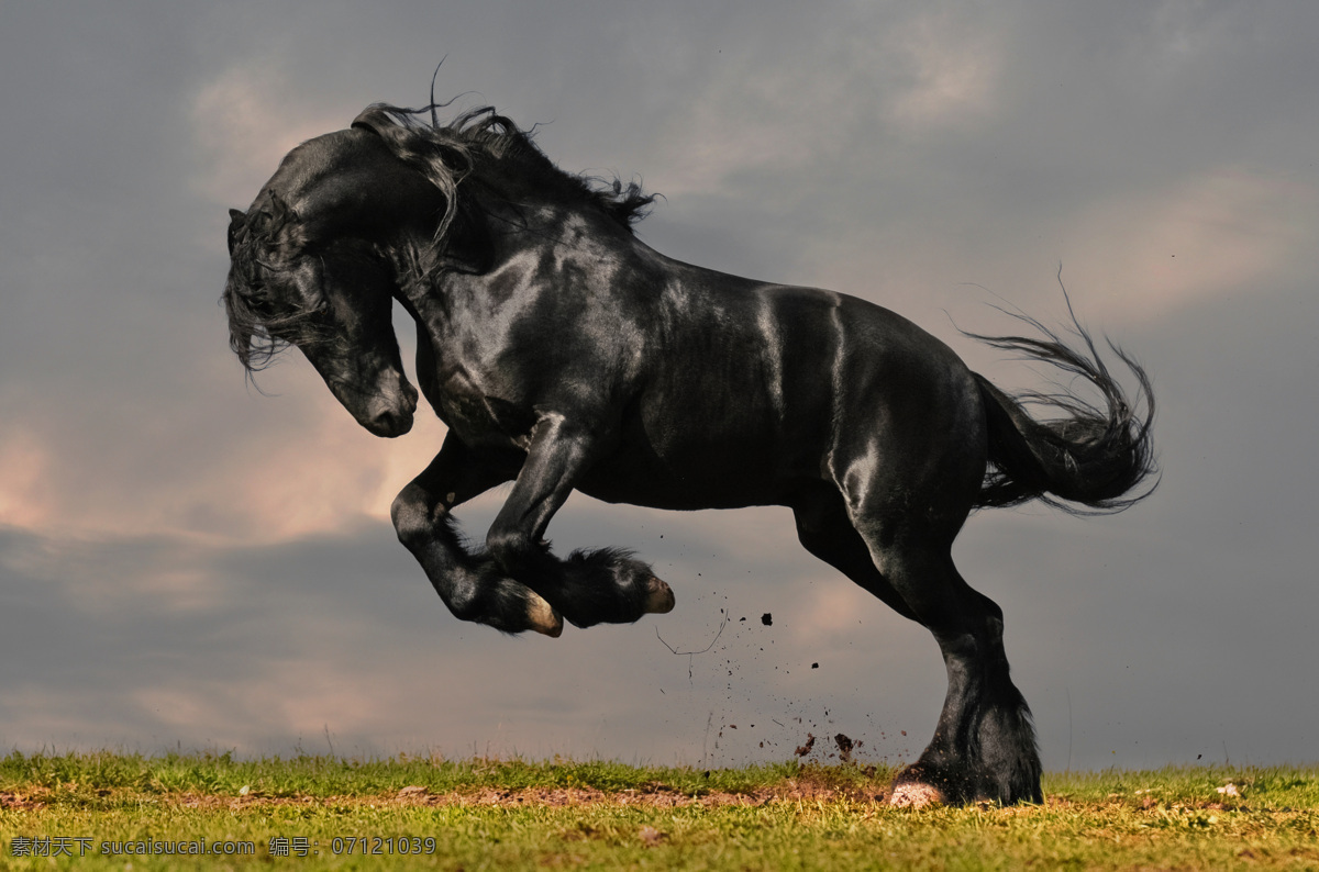 草地 上 黑马 马 马匹 骏马 动物世界 陆地动物 黑色的马 生物世界
