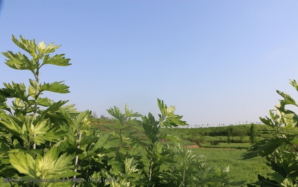 蕲艾基地 源文件 蕲艾 湖北蕲春 艾叶基地 包装设计