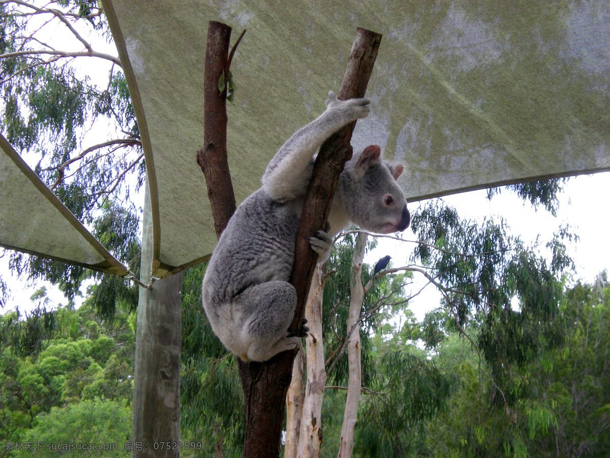 澳大利亚 之旅 澳洲 国宝 考拉 动物 珍奇 野生动物 生物世界