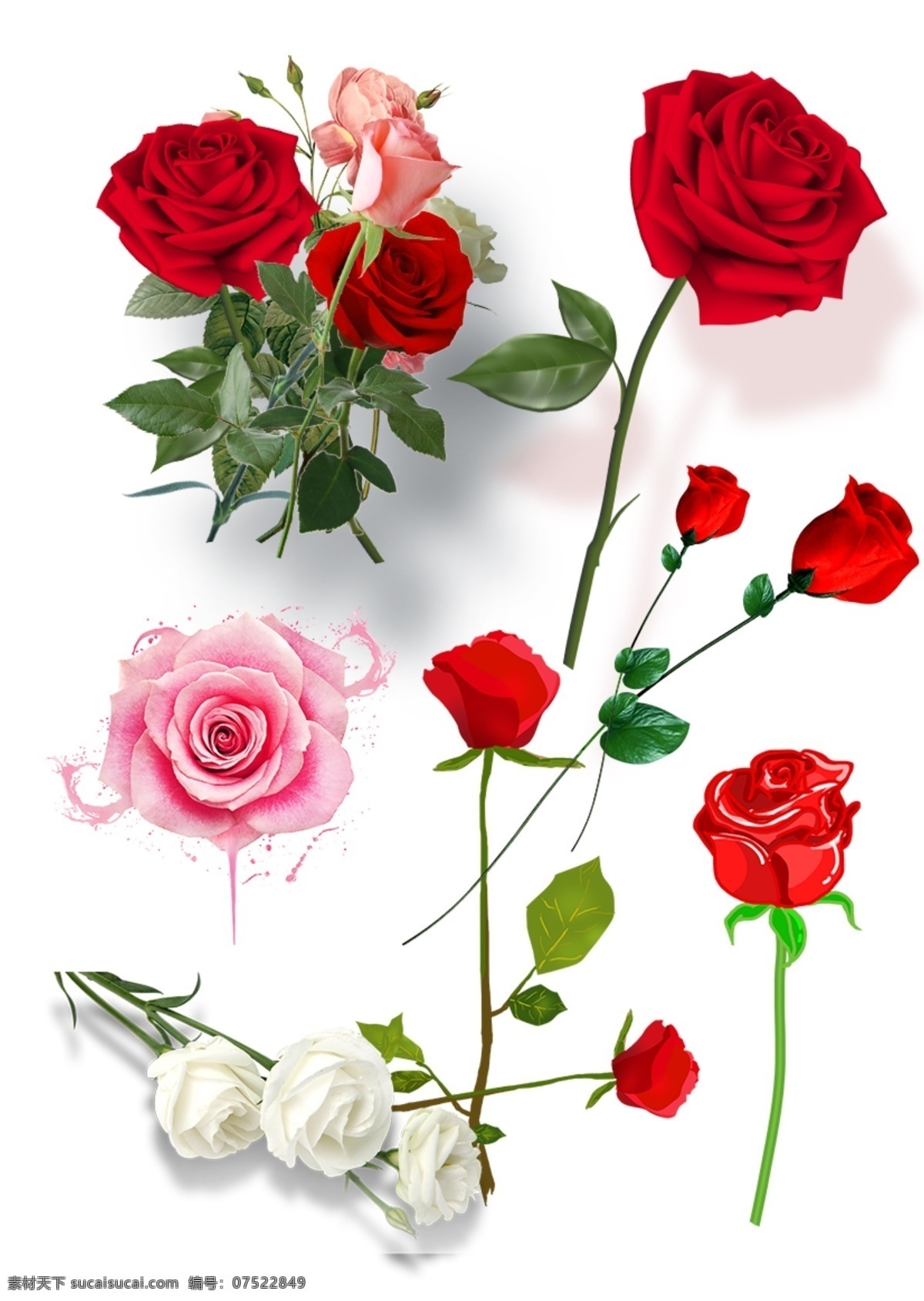 玫瑰花素材 玫瑰 花卉 花瓣 鲜花 花蕾 玫瑰花 红玫瑰 玫瑰露 玫瑰干花 玫瑰花特写 高清玫瑰花图 月季 月季花 红月季 白月季 玫瑰素材