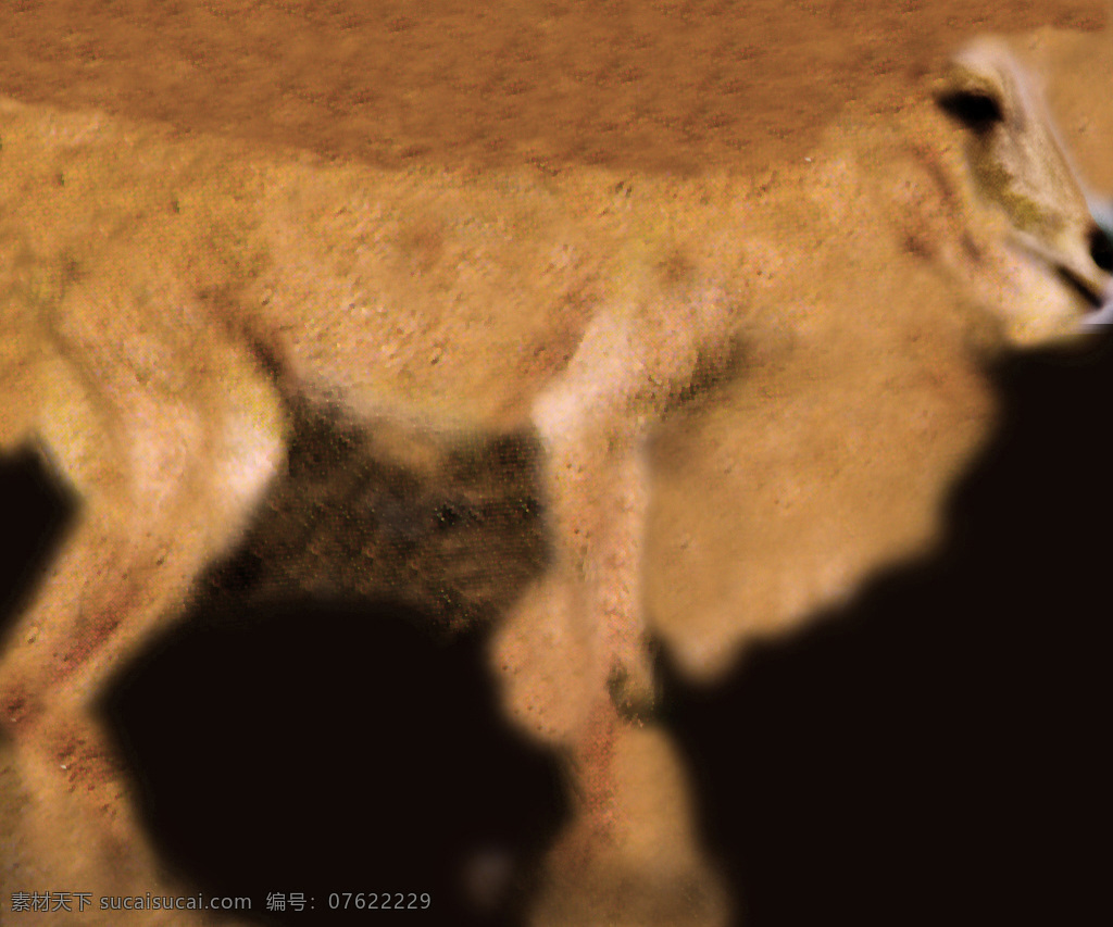 arrui 绵羊 模型 动物模型 陆生动物 3d模型素材 动植物模型