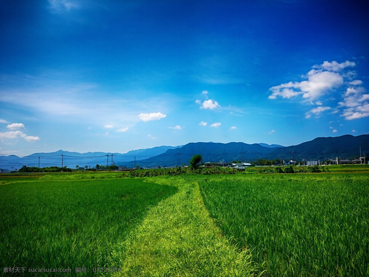 绿色 稻田 风景 高清 稻田风景 春天