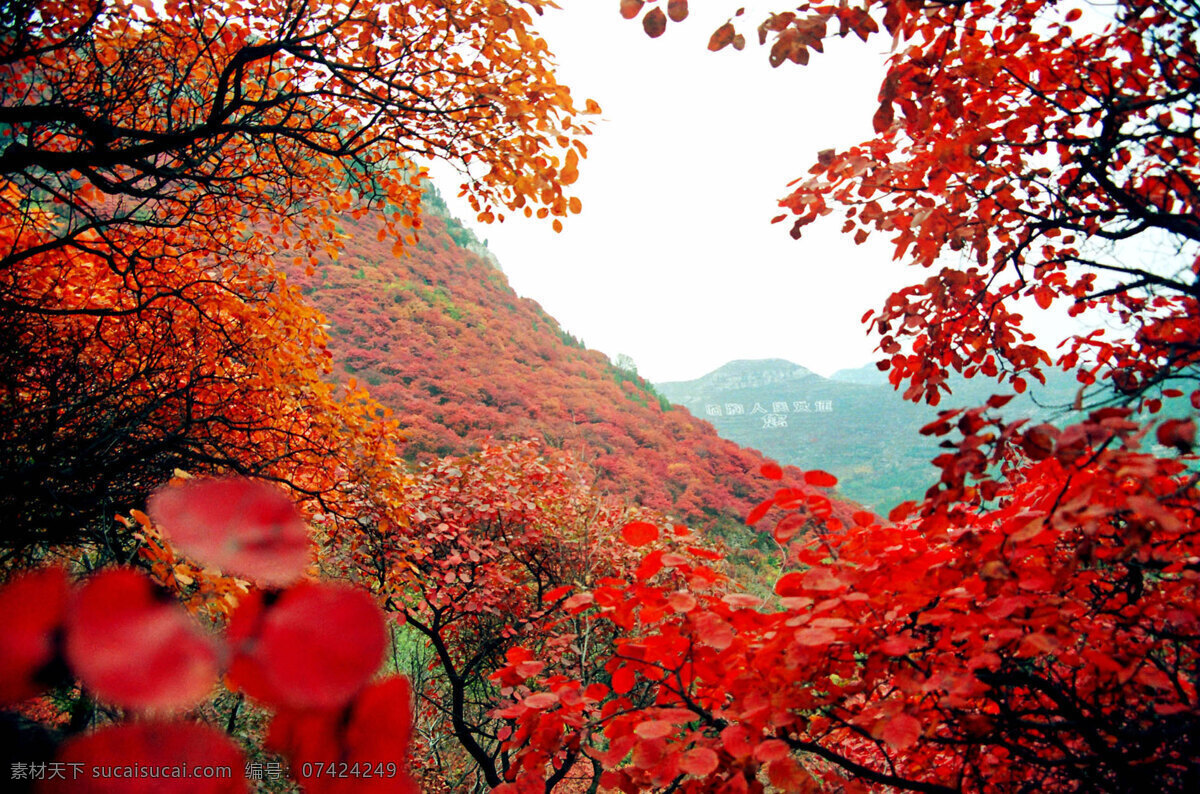 红叶争艳 红叶 枫叶 红 山 树林 临朐 潍坊 自然景观 山水风景