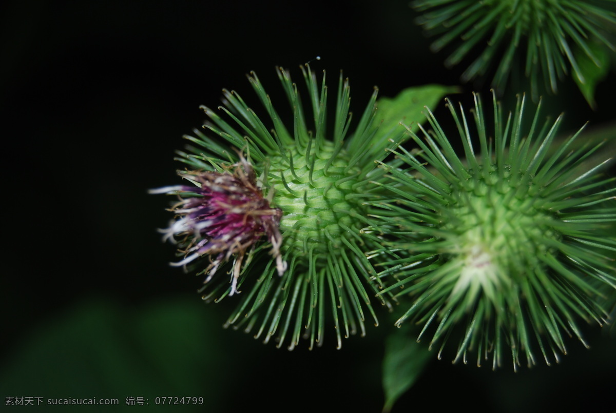 小蓟花 花草 生物世界