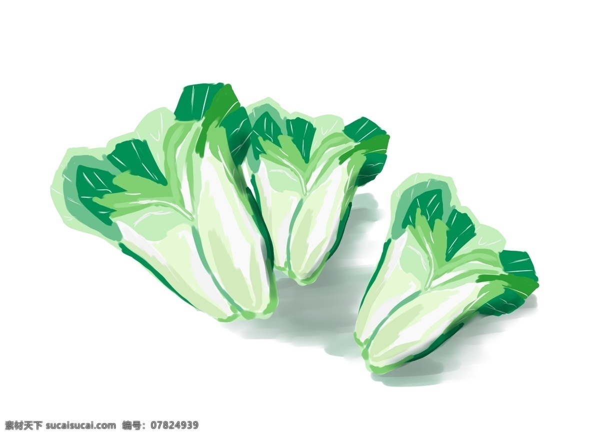 手绘 蔬菜 装饰 白菜 大白菜 包菜 娃娃菜 绿色 植物 青菜 菜叶 食物 食材 厨房 日常生活 生活 素菜