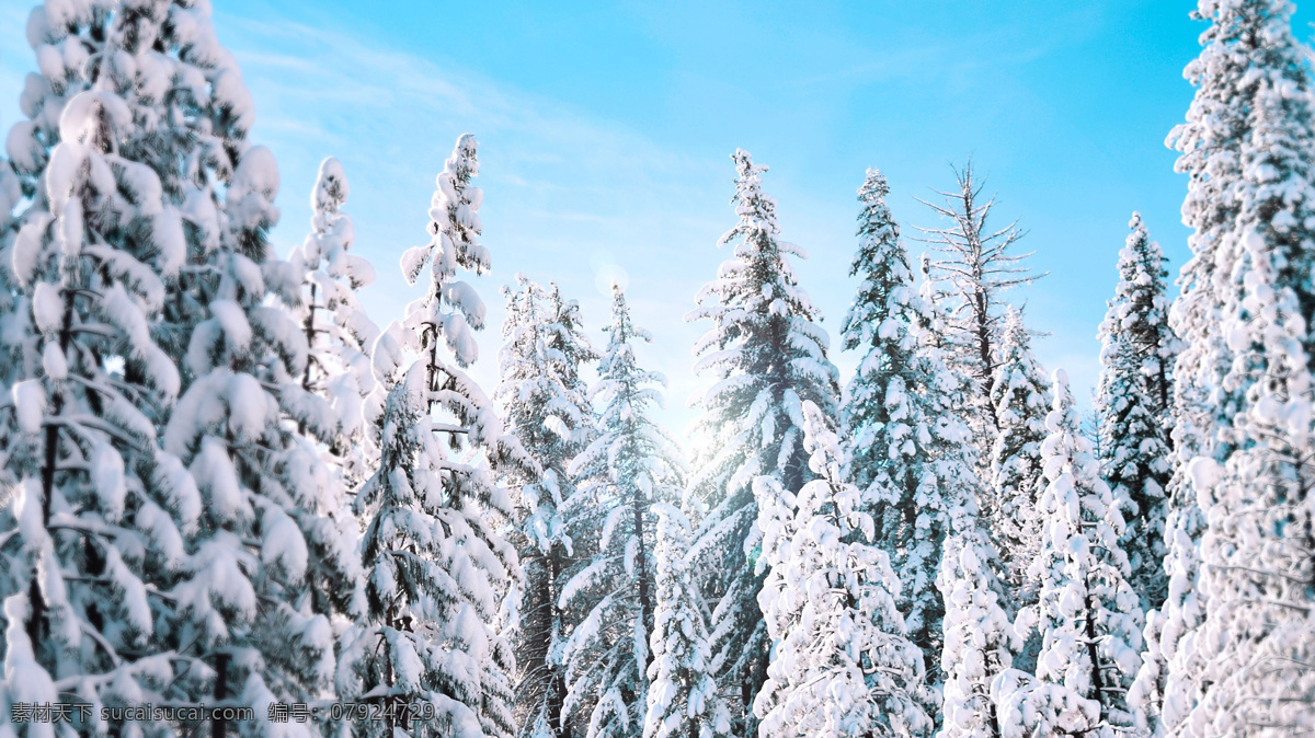浪漫 唯美 雪松 圣诞 高清 大图 大雪 松树 自然景观 自然风景