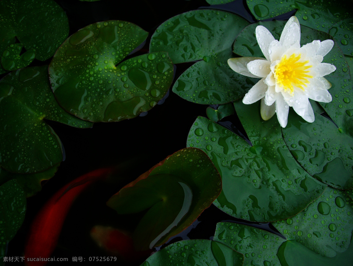 睡莲 锦鲤 莲花 水珠 植物 白色睡莲 花草 生物世界