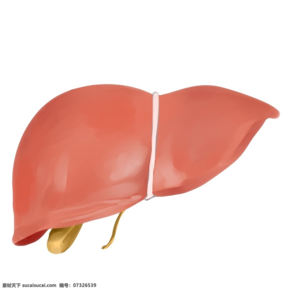 人体 器官 肝脏 插画 红色的肝脏 卡通插画 人体器官 身体器官 人体脏器 运作器官 健康的肝脏