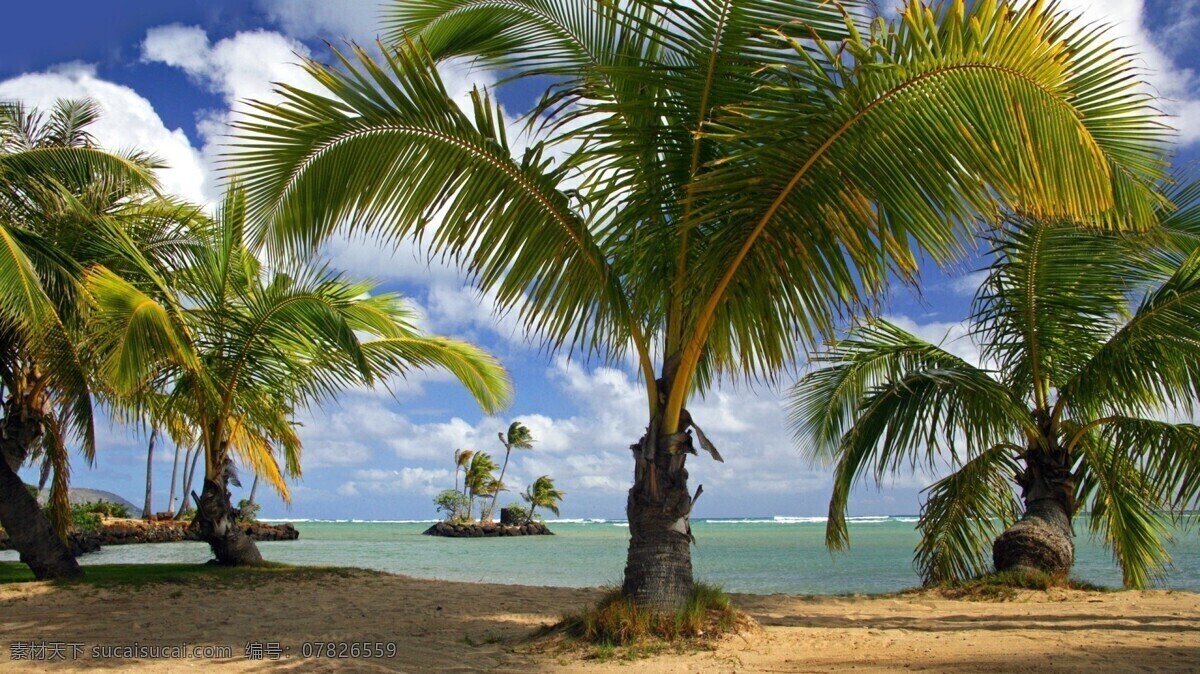 海边 椰子树 树木 海岛 小岛 植物