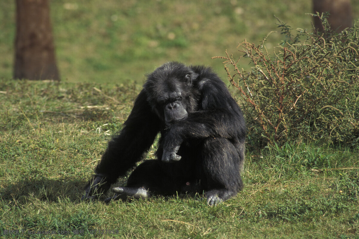 草地 上 黑猩猩 大猩猩 野生动物 动物世界 摄影图 陆地动物 生物世界