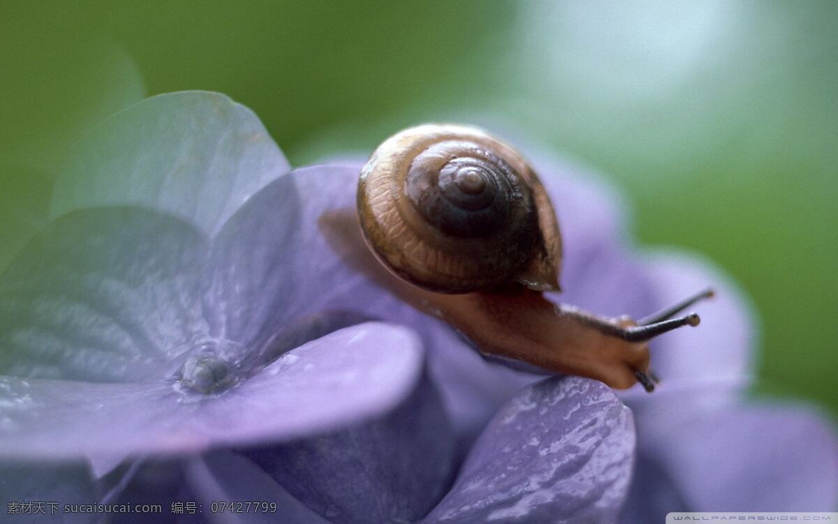 蜗牛 壁纸 动物 昆虫 生物世界 唯美 桌面