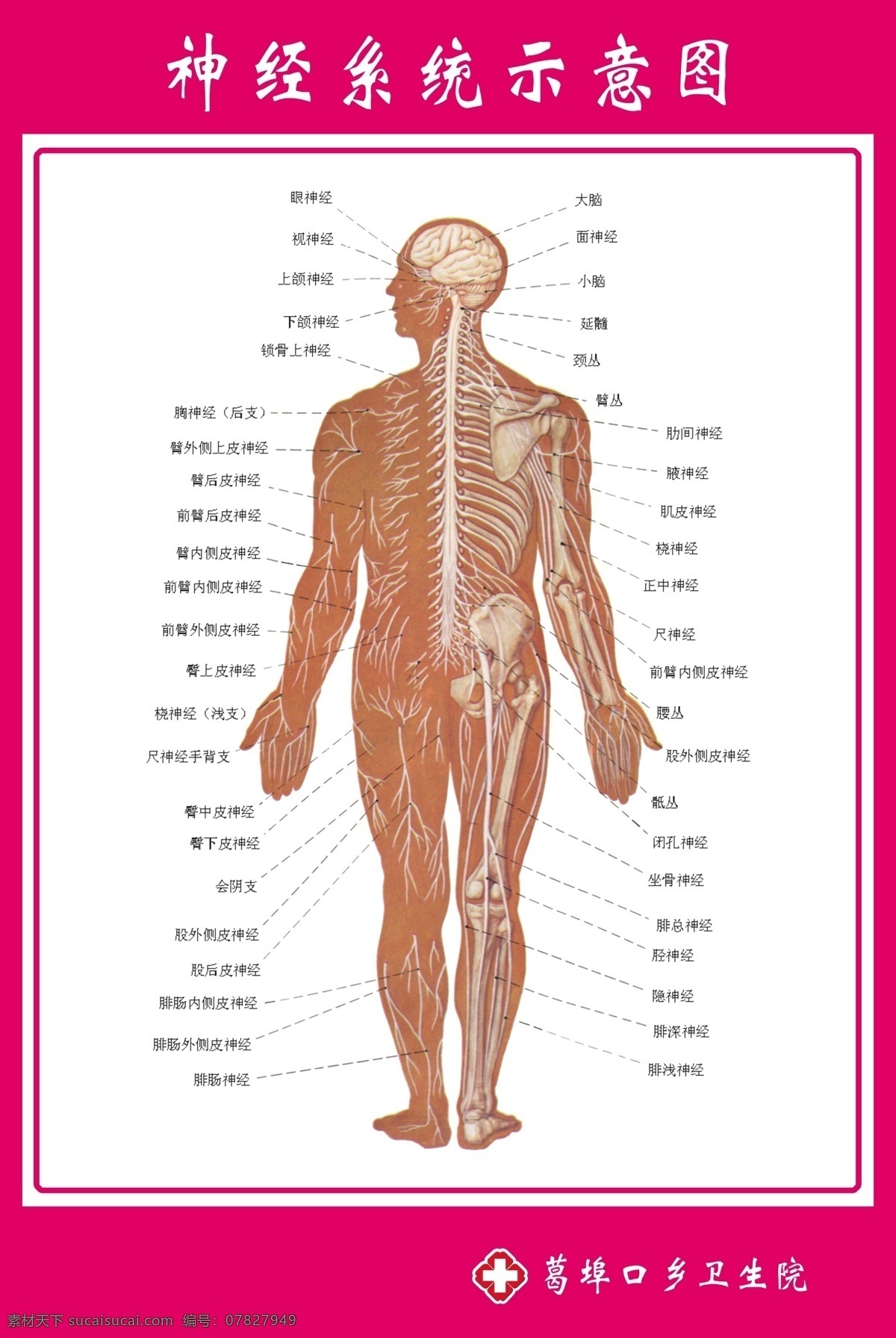 神经系统 示意 图解 示意图 神经 人体 解剖图 医院示意图 医院解剖图 门诊示意图 源文件