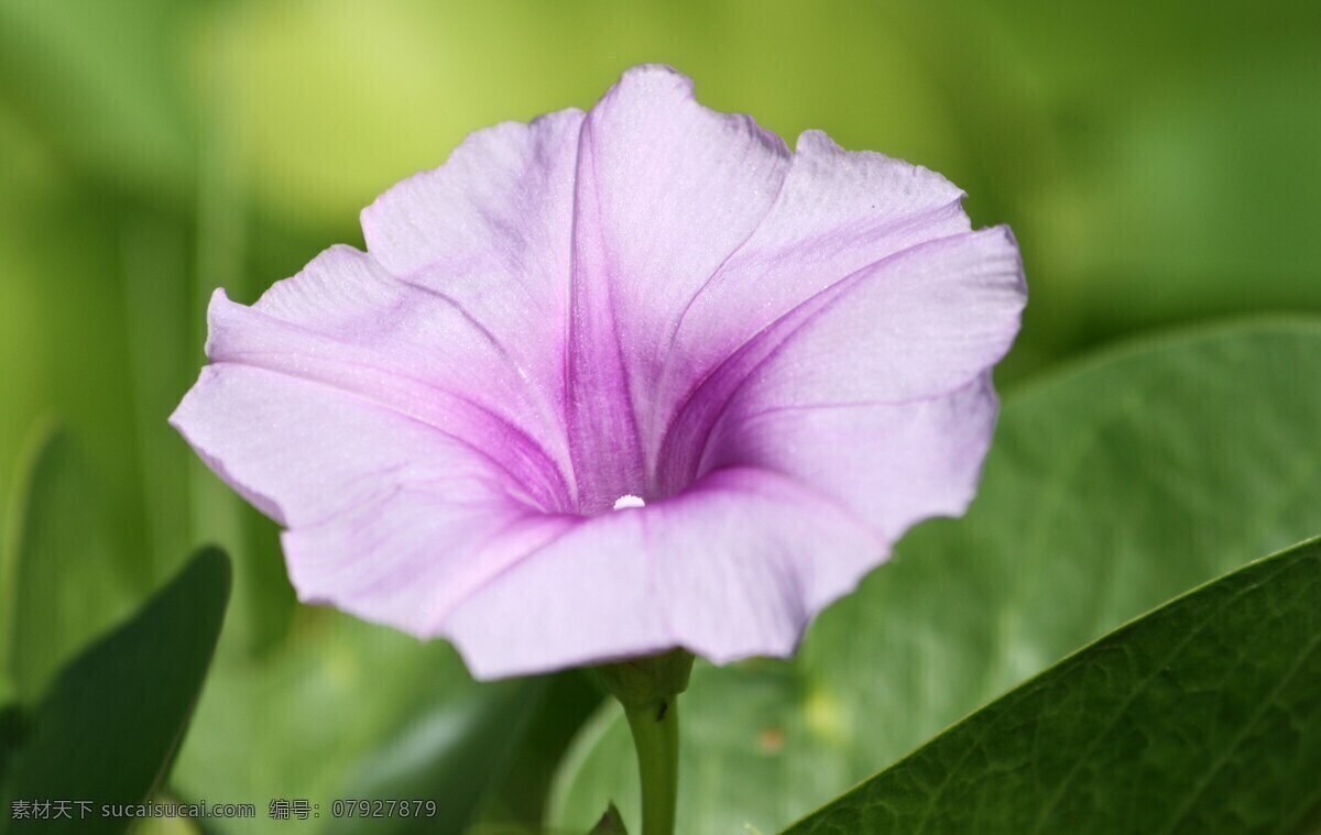 牵牛花 鲜花 花草 植物 黑丑 白丑 二丑 喇叭花 牵牛 朝颜花 花草植物树木 生物世界