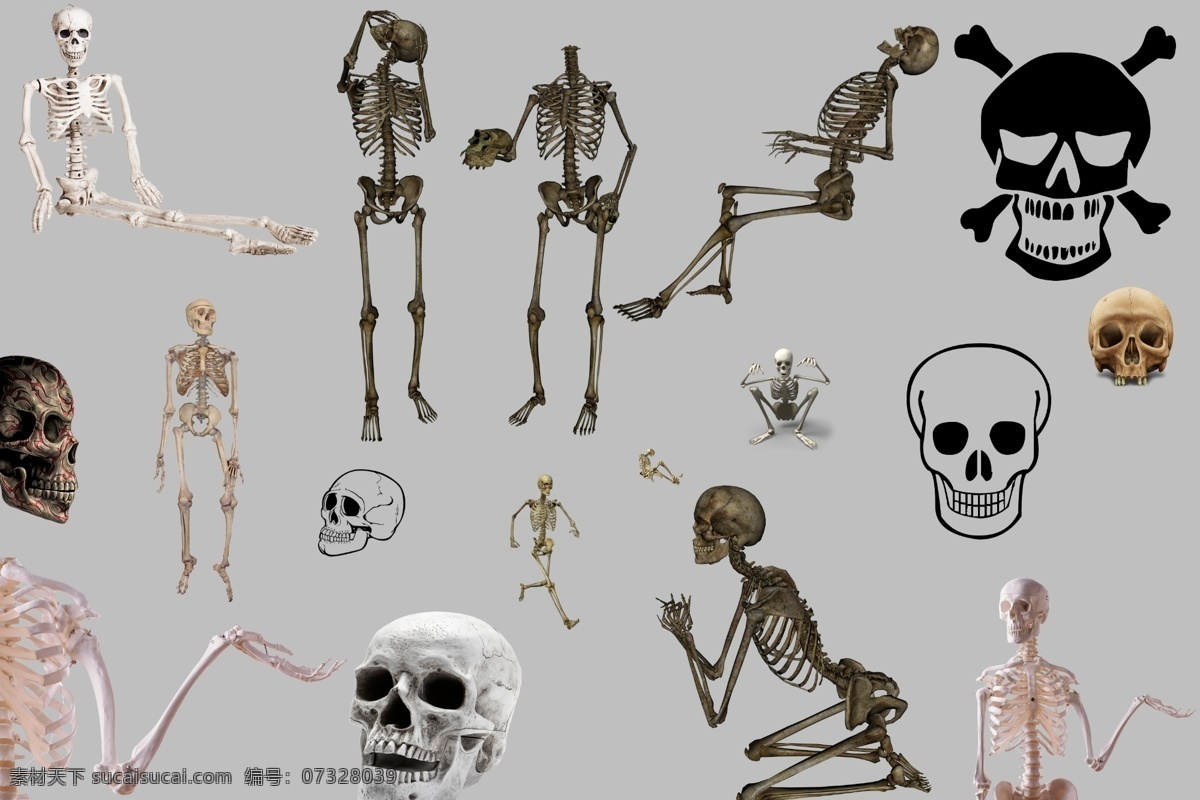 png素材 透明素材 骷髅头 人体骷髅 白骨 骨头 恐怖素材 万圣节素材 人体标本 头骨 分层