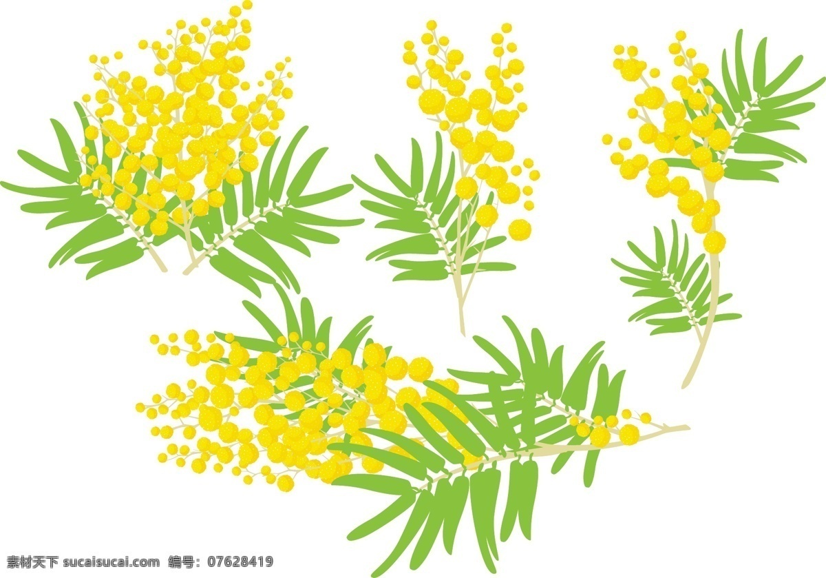 含羞草 矢量 花素材 植物素材 花卉 白色