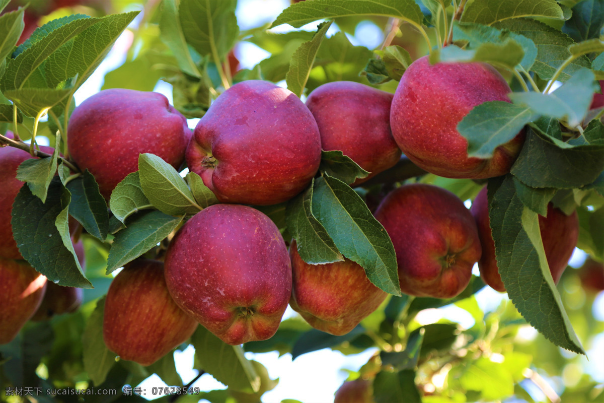树枝 上 苹果 树枝上的苹果 硕果累累 红富士苹果 鲜甜的苹果 大苹果 红苹果 有机水果 绿色水果 农产品 果园 苹果园 果树 丰收 生物世界 水果