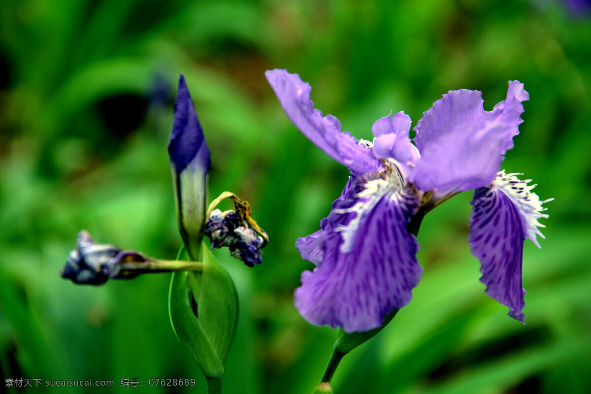 鸢尾花 紫色花 白色花心 花蕾 绿叶 花草 生物世界