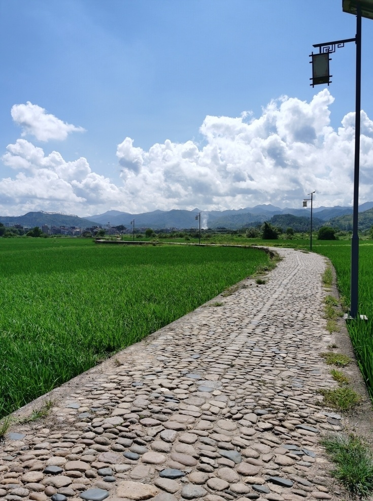 南方 夏季 水稻田 水稻 夏天 绿油油 农村 农田 户外 蓝天 白云 自然 美丽 宜居 田园 自然景观 田园风光 生态 机耕道