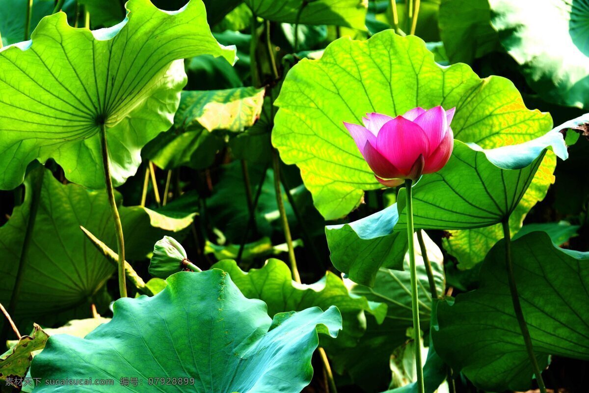 美丽 荷花 风景 高清 鲜花 花卉 花草 花朵