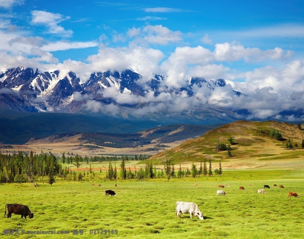 山麓草原 奶牛 放牧 雪山 白云 美丽辽阔 草地 绿色 自然 美丽自然 自然风景 自然景观