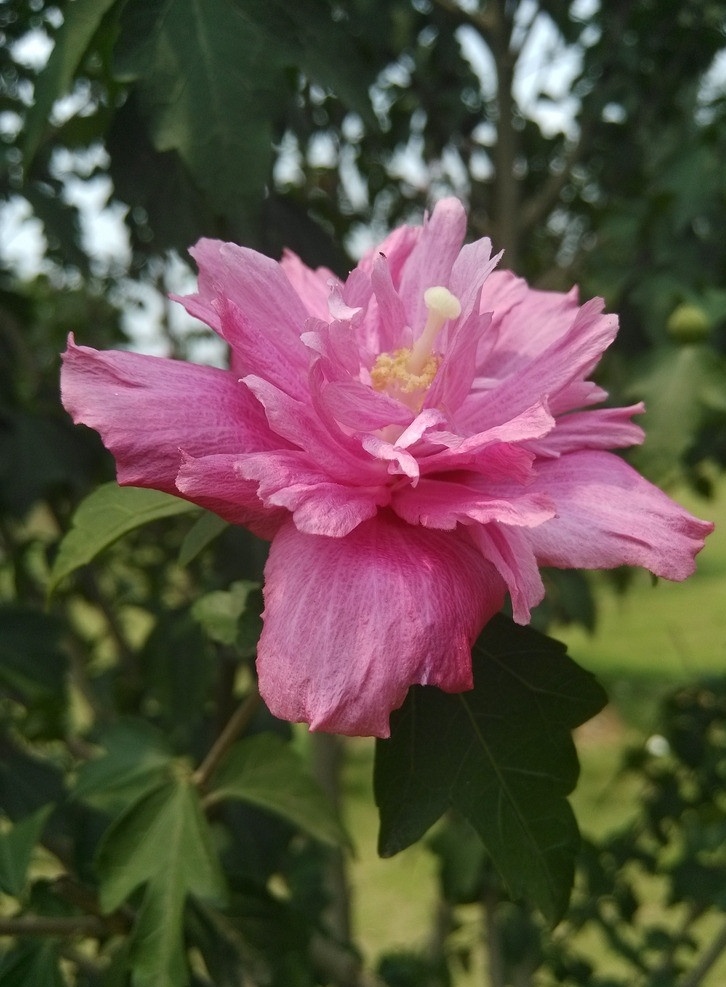 木槿花 木槿 花 花卉 微距 花草 生物世界