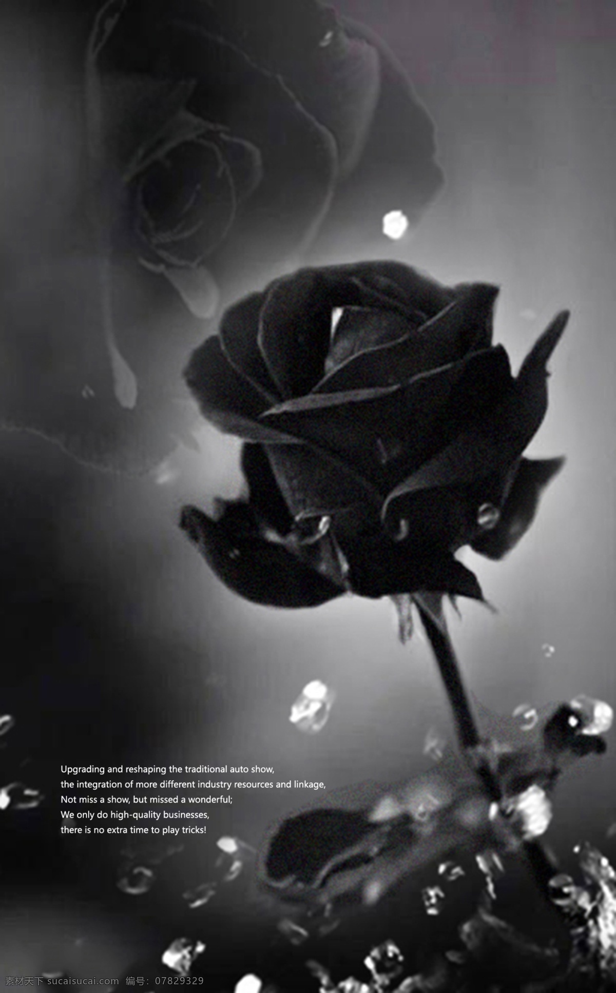 鲜花 黑色玫瑰 水珠 水晶 黑白 英文 版式 娇艳