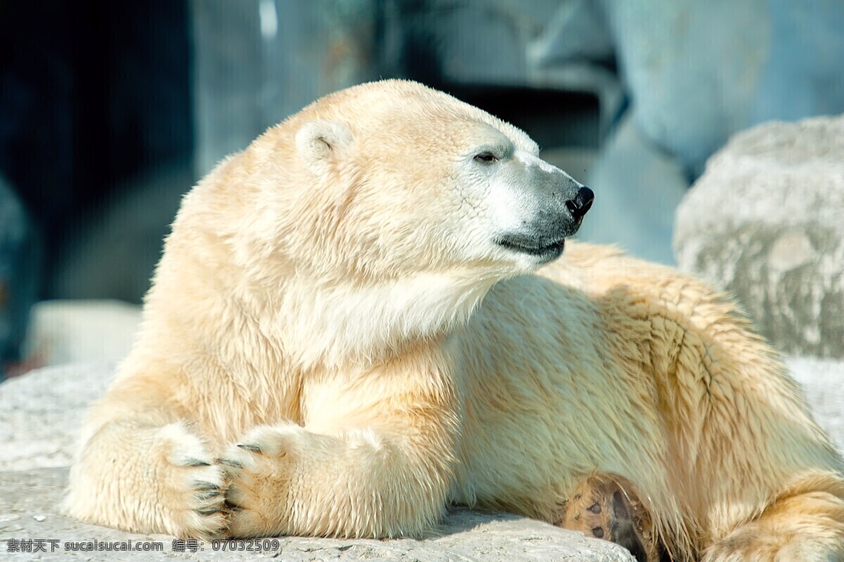 北极熊 白熊 北极洲的熊 白色北极熊 大北极熊 北极熊特写 野生动物 生物世界