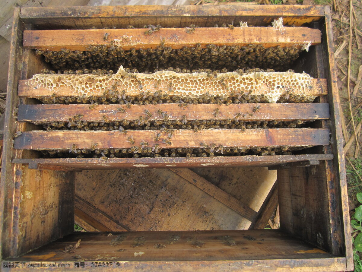 蜂巢 蜂蜜 昆虫 蜜蜂 生物 生物世界 蜜蜂巢