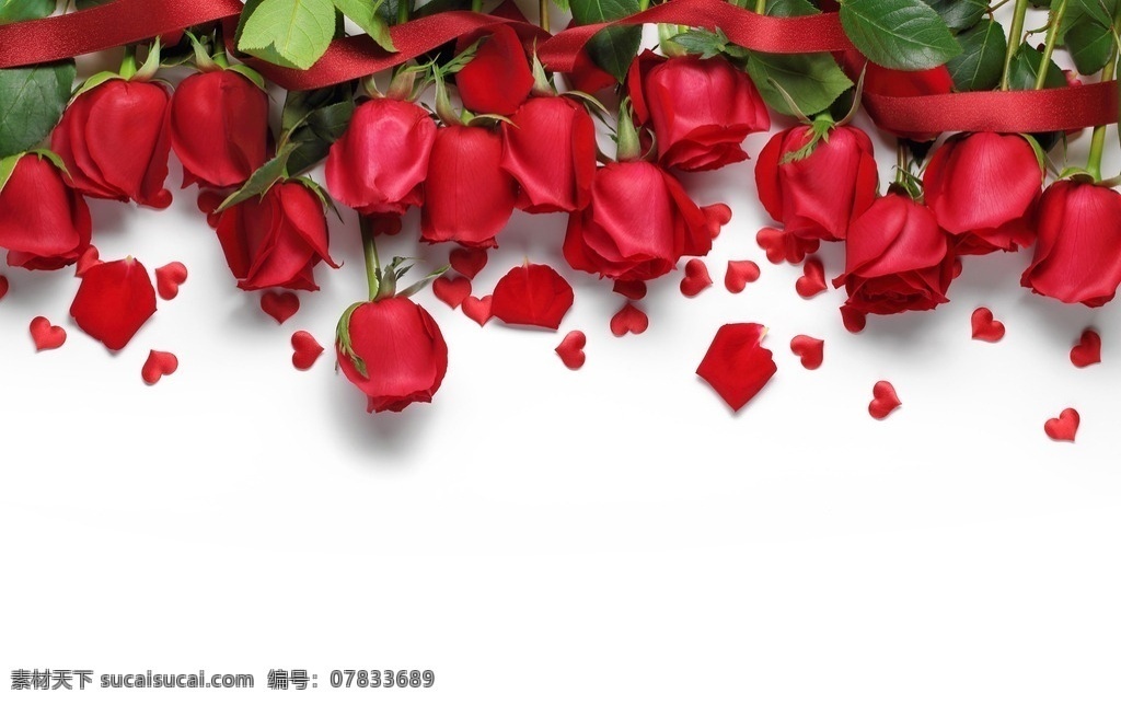 浪漫 玫瑰花 高清 唯美 高清摄影图片 梦幻玫瑰花 粉嫩 鲜花 花卉 特写 生物世界 花草