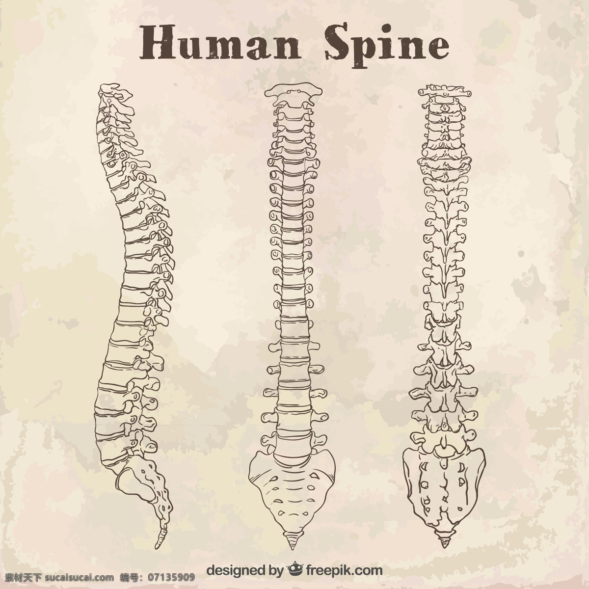 素描人体脊柱 一方面 手绘 人力 绘图 骨 人体骨架 系统 脊柱 绘制 骨头 草图 零件 粗略的 身体的一部分 医学 脊椎 骨骼 白色