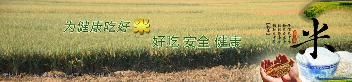 种植业 水稻 大米 全 屏 展示 图 全屏 黄色