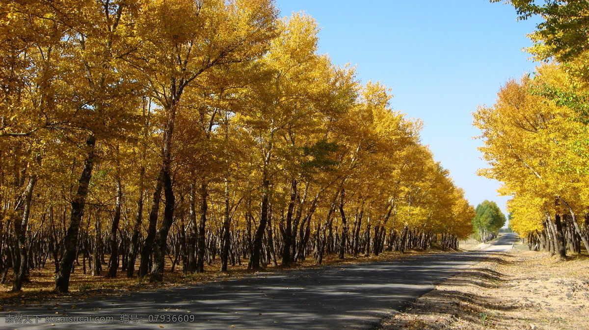 坝上 秋色 黄金 小道 落叶 树林 旅游摄影 自然风景