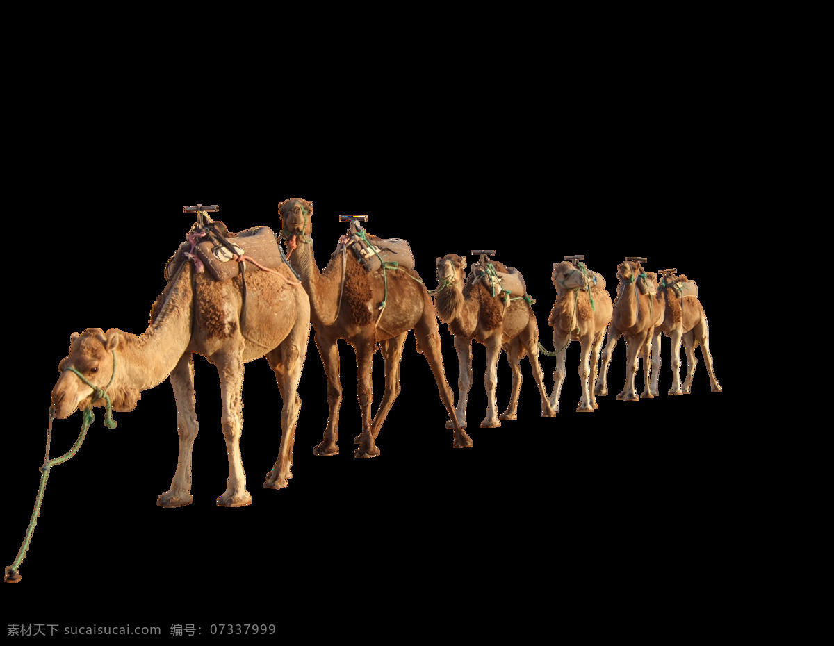 干旱 沙漠 里 骆驼 元素 动物