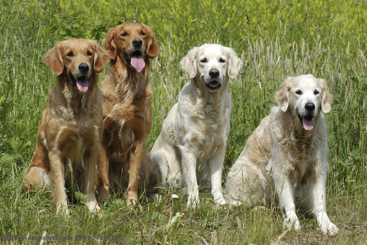 立 草地 上 四 只 宠物狗 小狗 犬 小狗图片 名贵犬种 宠物狗图片 可爱 小狗图片大全 宠物 小动物 狗狗图片 生物世界