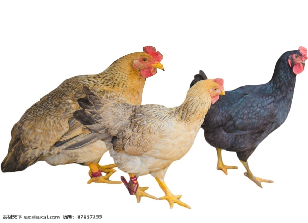 三 只 母鸡 敏捷 下蛋 鸡 动物 家禽踱来踱去 下蛋母鸡 速度 自由自在 溜溜达达 吃虫子和粮食 美食